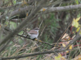 Red-backed Shrike, Cunningsburgh, Mainland, Shetland