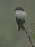 Red-backed Shrike, Cunningsburgh, Mainland, Shetland