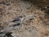 Red-breasted Flycatcher, Sumburgh quarry, Mainland, Shetland