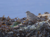 Rock Pipit, Baltasound, Unst, Shetland