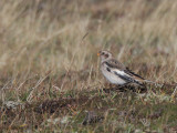 Snow Bunting, Fair Isle