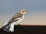 Shetland & Fair Isle - Birds