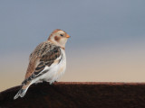 Snow Bunting, Skaw, Unst, Shetland