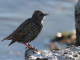 Starling, Sumburgh, Mainland, Shetland