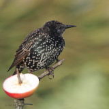 Starling, Auld Haa, Fair Isle