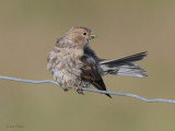 Twite, Fair Isle