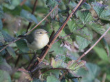 Willow Warbler, Burrafirth, Unst, Shetland