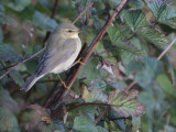 Willow Warbler, Burrafirth, Unst, Shetland