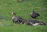 Greenland White-fronted Geese, Loch Lomond NNR, Clyde