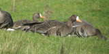 Greenland White-fronted Geese, Loch Lomond NNR, Clyde