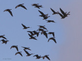 Greenland White-fronted Geese, Loch Lomond NNR, Clyde