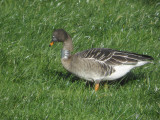 Taiga Bean Goose, Fannyside Muir, Clyde