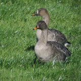 Taiga Bean Goose, Fannyside Muir, Clyde