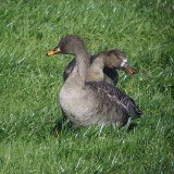 Taiga Bean Goose, Fannyside Muir, Clyde