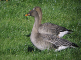 Taiga Bean Goose, Fannyside Muir, Clyde