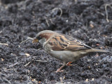 House Sparrow (male), Baillieston, Glasgow
