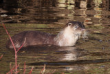 Otter, Linn Park, Glasgow