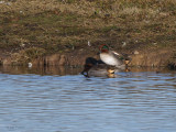 Green-winged Teal, Caerlaverock WWT, Dumfries