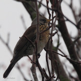 Fieldfare, Hogganfield Loch, Glasgow