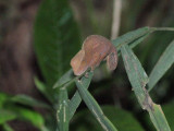 Chameleon, Ranomafana