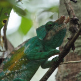Chameleon, Andasibe