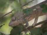 Oustalets Chameleon, near Kirindy
