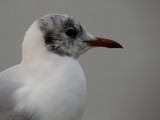 Black-headed Gull, Strathclyde Loch, Clyde