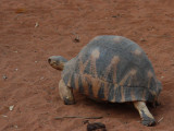 Radiated Tortoise, Toliara, Madagascar