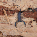 Scorpion sp, Ifaty, Madagascar