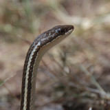 Berniers Striped Snake, Isalo, Madagascar