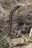 Berniers Striped Snake, Isalo, Madagascar