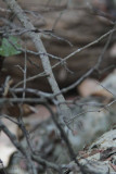 Madagascar Leaf-nosed Snake, Tsingy de Bemaraha, Madagascar