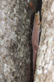 Standings Day Gecko, Zombitse, Madagascar