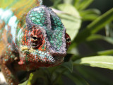 Chameleon sp