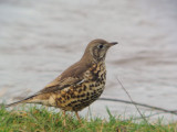 Mistle Thrush, Carbarns, Clyde