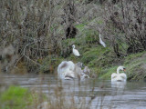 Little Egret, Merryton Haugh, Clyde
