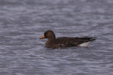 Greenland White-fronted Goose, Strathclyde Loch, Clyde