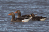 Greenland White-fronted Goose, Strathclyde Loch, Clyde
