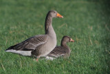 Greenland White-fronted Goose, Carbarns Pond, Clyde