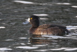 Tufted Duck female, Hogganfield Loch, Glasgow