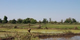Rice paddy fields in the lowlands near Morondava