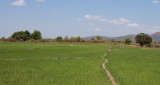 Rice paddy fields in the lowlands near Morondava