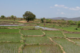 Rice paddy fields in the lowlands near Morondava