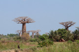 Our first baobab tree near Morondava