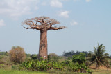 Our first baobab tree near Morondava
