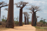 The Avenue of the Baobabs
