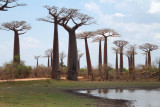 The Avenue of the Baobabs