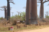 The Avenue of the Baobabs