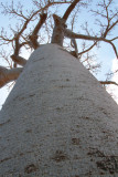 The Avenue of the Baobabs