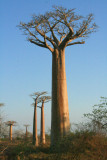 The Avenue of the Baobabs